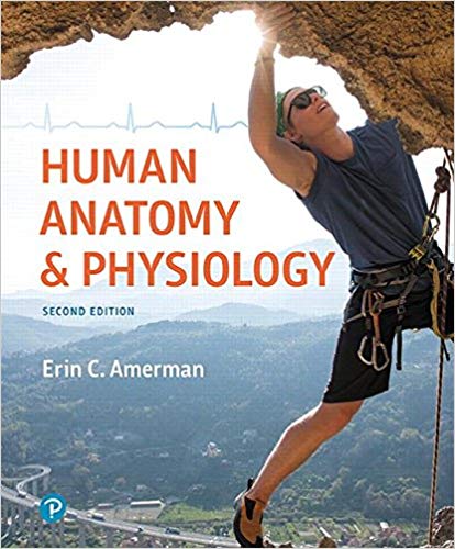 Human Anatomy & Physiology  2nd Edition Erin C. Amerman Test Bank