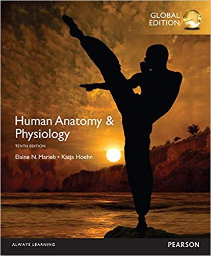 Human Anatomy & Physiology, Global Edition, 10E Elaine N. Marieb, Katja N. Hoehn Test Bank
